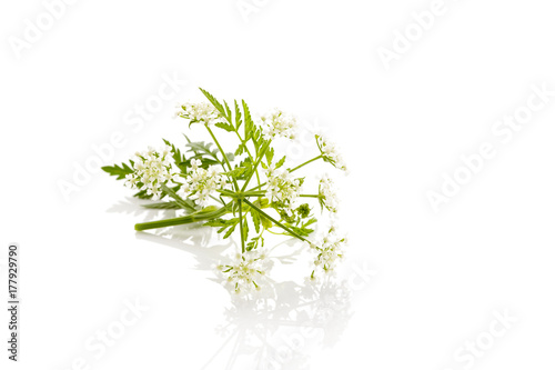 Foto wild chervil plant