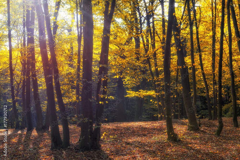 Obraz premium Morning sunlight in the autumn park