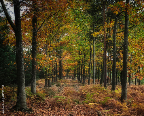 Autumn Forest © UniquePhotoArts