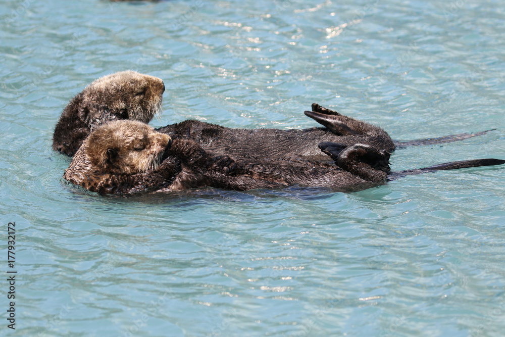 Fototapeta premium Seeotter in freier Natur