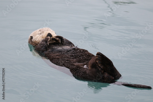 Seeotter schwimmt im Meer