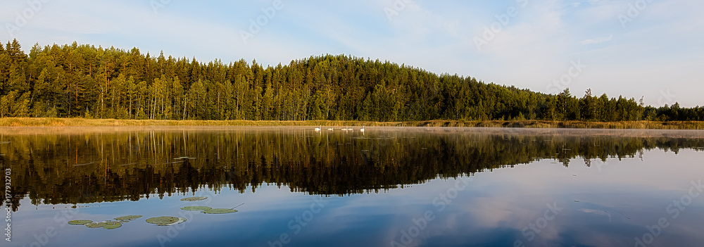 Swans float on the lake in the morning Swans float on the lake in the morning