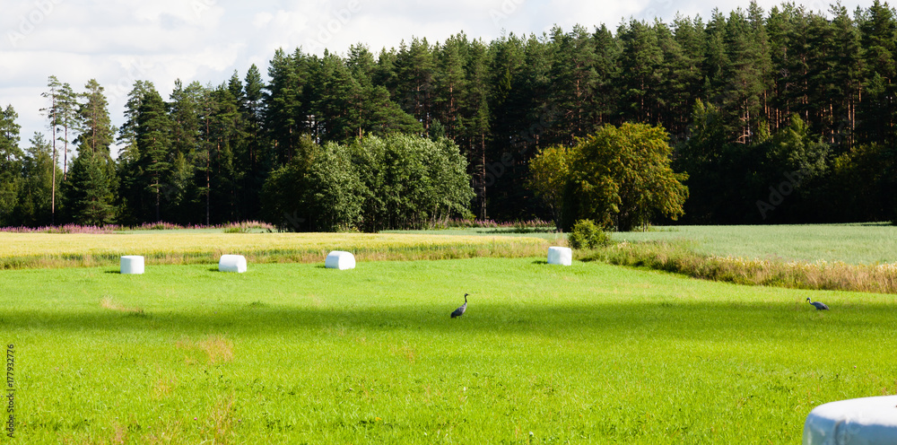 Obraz premium Cranes are walking in a field on a Sunny day
