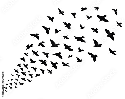 Silhouette of a flock of birds. Black contours of flying birds. Flying pigeons. Tattoo.