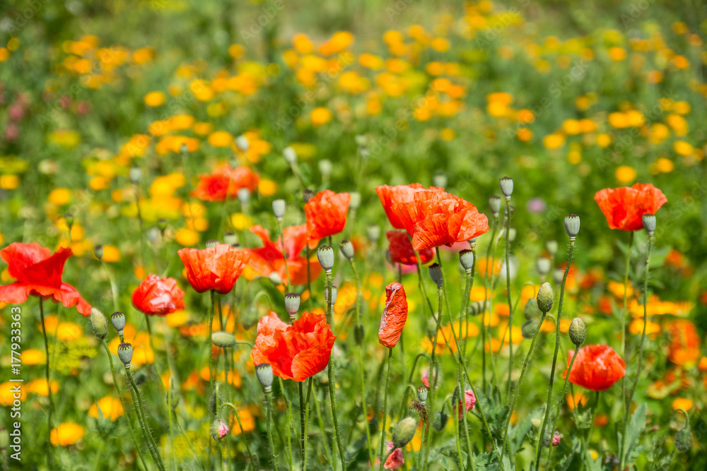 red poppies in a meadow red poppies in a meadow