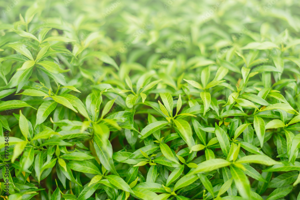Closeup fresh and green leaves nature in garden, natural green leaf plants landscape. ecology, wallpaper concept. Closeup fresh and green leaves nature in garden, natural green leaf plants landscape. ecology, wallpaper concept.