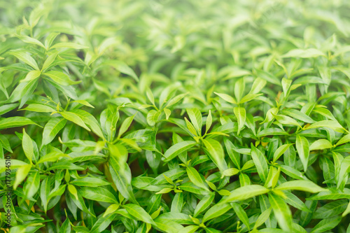 Closeup fresh and green leaves  nature in garden  natural green leaf plants landscape. ecology  wallpaper concept.