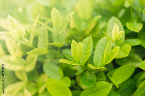 Closeup fresh and green leaves nature in garden, natural green leaf plants landscape. ecology, wallpaper concept.
