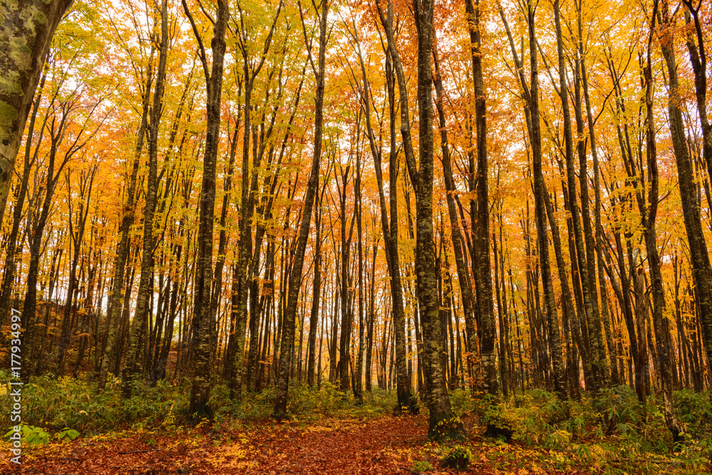 Fototapeta premium ブナ林