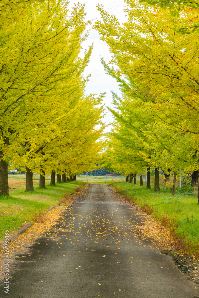 Obraz premium 銀杏並木