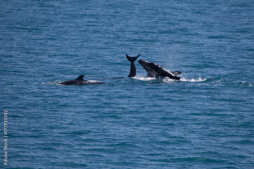 A pod of False Killer Whales, Kimberley Coast, Western Australia A pod of False Killer Whales, Kimberley Coast, Western Australia