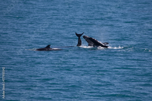A pod of False Killer Whales, Kimberley Coast, Western Australia