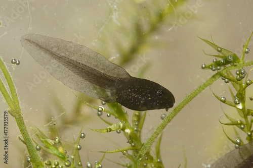 tétard de crapaud commun tadpole