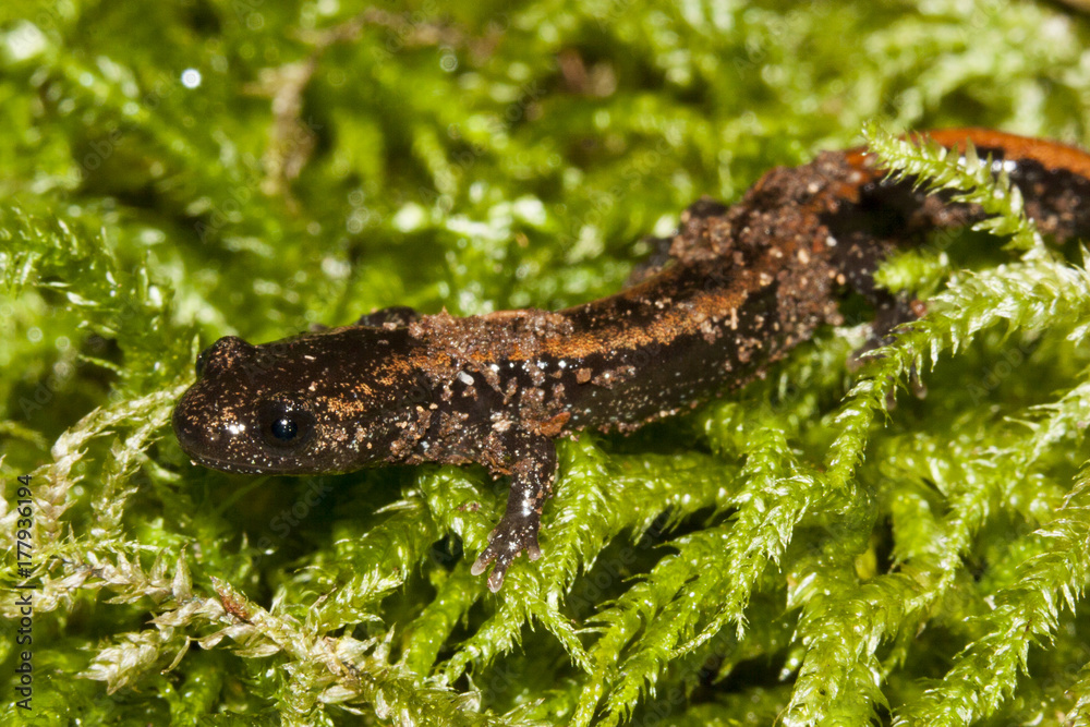 salamandre rabilarga Chioglosse salamandre rabilarga Chioglosse