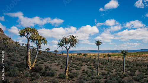 A Quiver tree forest in the dry Karoo in South Africa under a blue and white sky