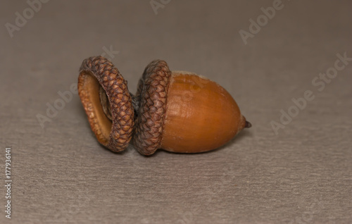 acorn