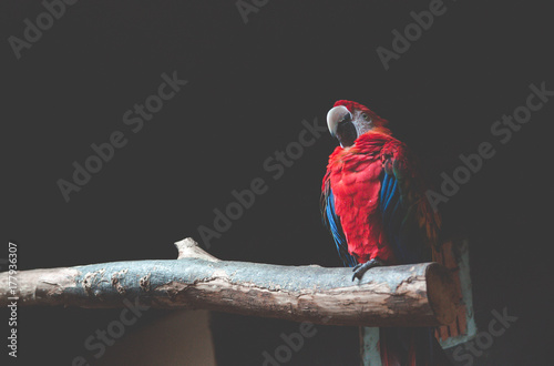 Red parrot - makaw on dark background in zoo photo