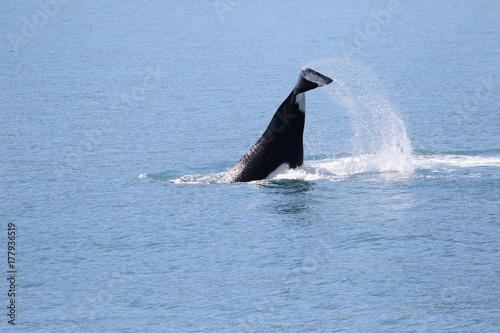 Frei lebender Killerwal in Seward, Alaska