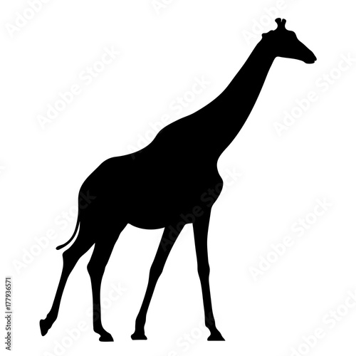Black silhouette of giraffe on white background of vector illustration