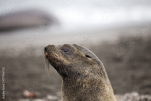 Antarctic Fur Seal, South Shetland Islands, Antarctica