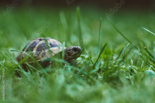 Obraz na plátně Young turtle in grass