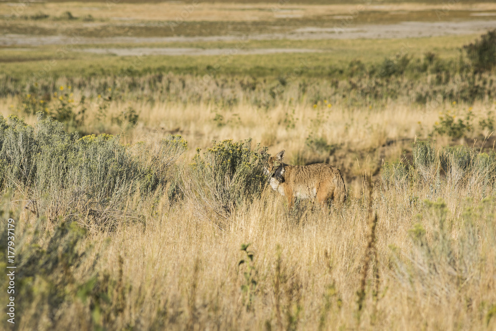 Naklejka premium Coyote hiding behind bushes in the grasslands near the Great Salt Lake in Utah