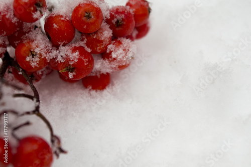 Rowan in the snow