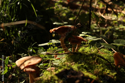 Mushrooms in the forest.