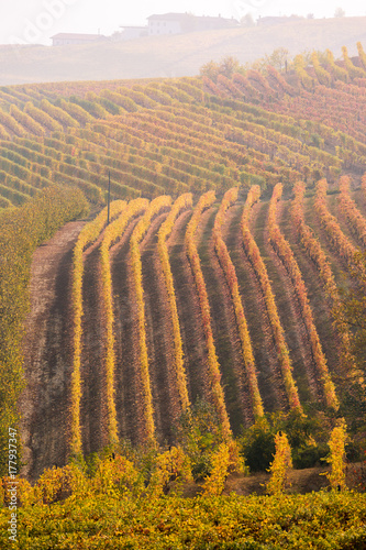 Langhe  Piedmont  Italy. Autumn landscape