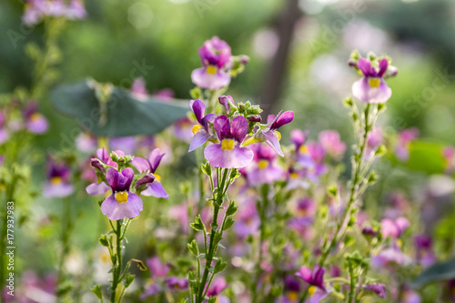 Nemesia strumosa ornamental flowers in bloom  purple violet with yellow center