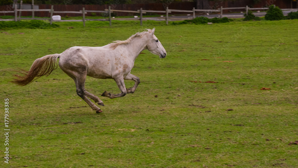 A white horse gallops into the common as it revels in being released from the stables A white horse gallops into the common as it revels in being released from the stables
