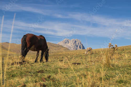 Cavalli al pascolo nel Parco Nazionale del Gran Sasso  Italy