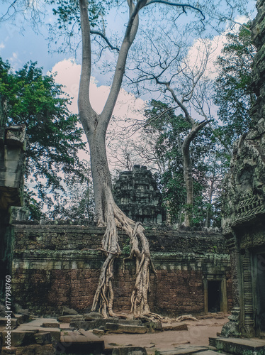 Tree in Ta Phrom. Angkor Wat, Cambodia photo