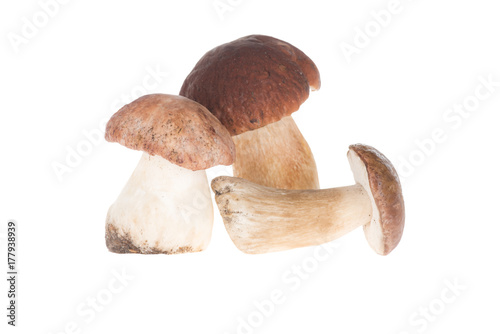 Three porcini mushrooms