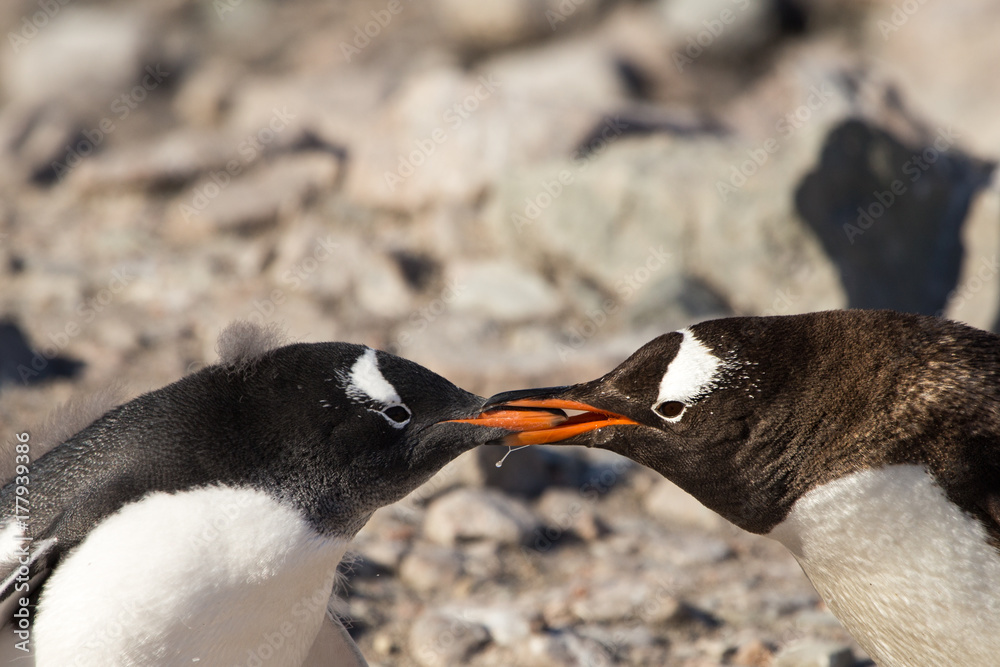 Naklejka premium Gentoo Penguin, Neko Harbour, Antarctica