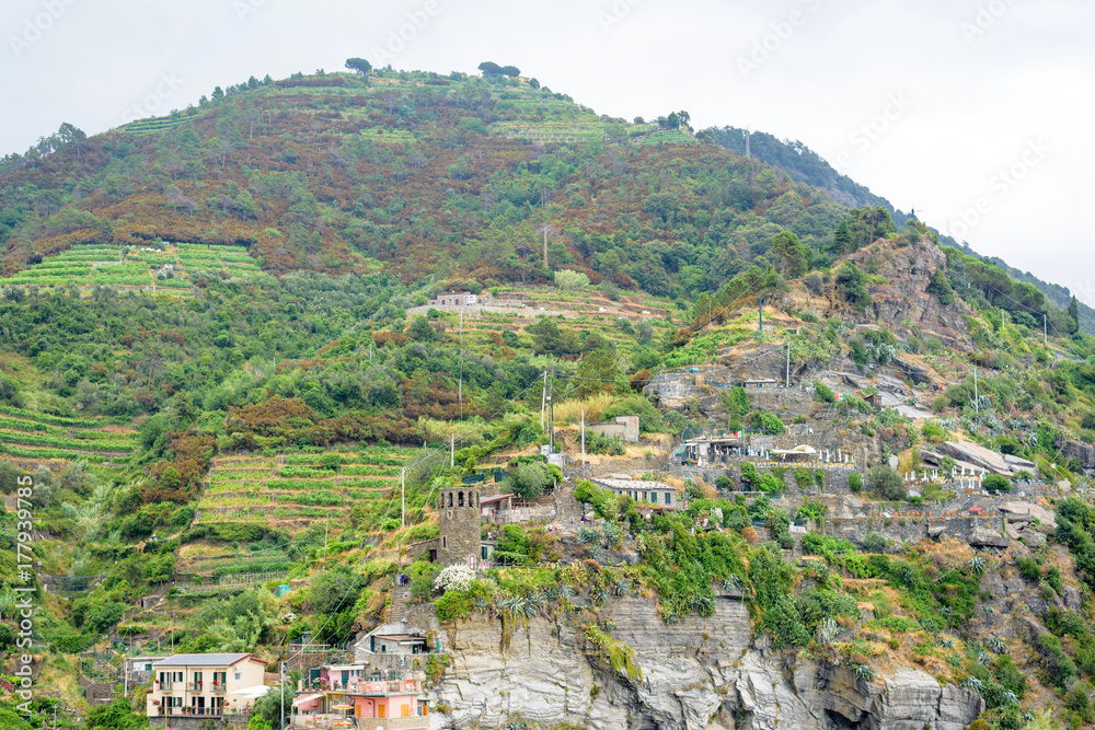 Beautiful view to mountains and vineyards with grapes. Vernazza, Cinque Terre, Italy.