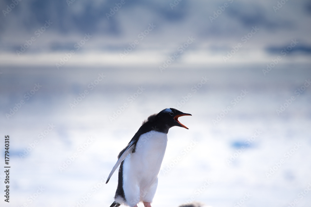 Fototapeta premium Gentoo Penguin, Neko Harbour, Antarctica