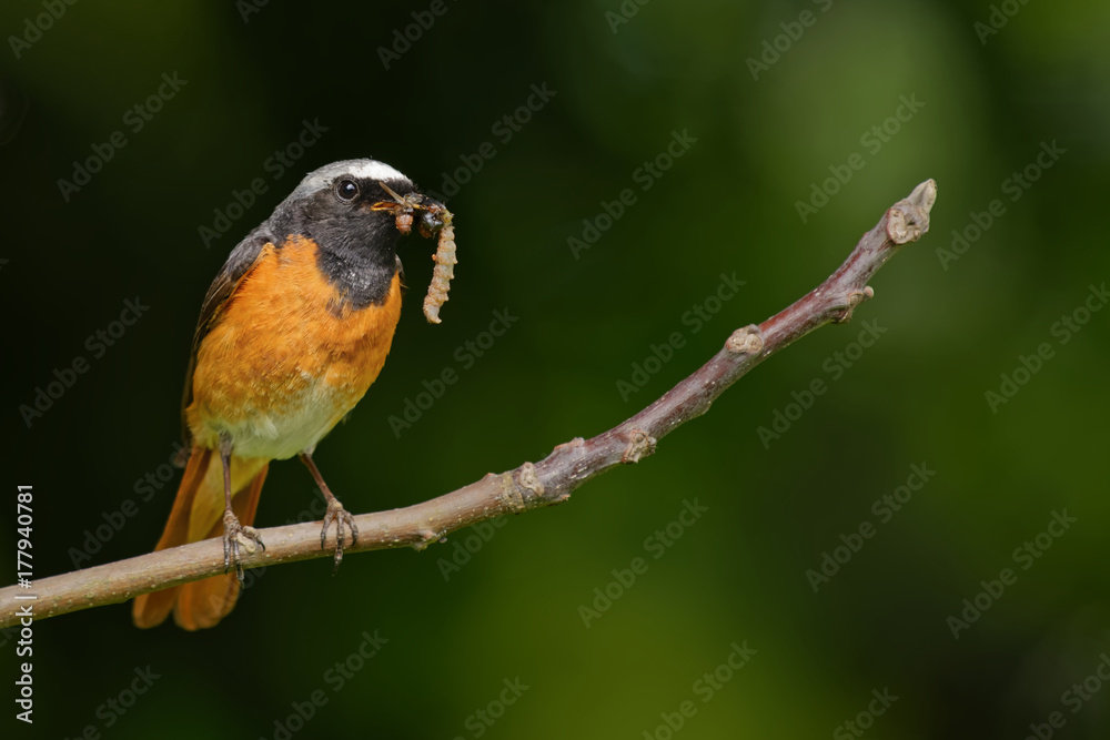 Fototapeta premium Kopciuszek z jedzeniem