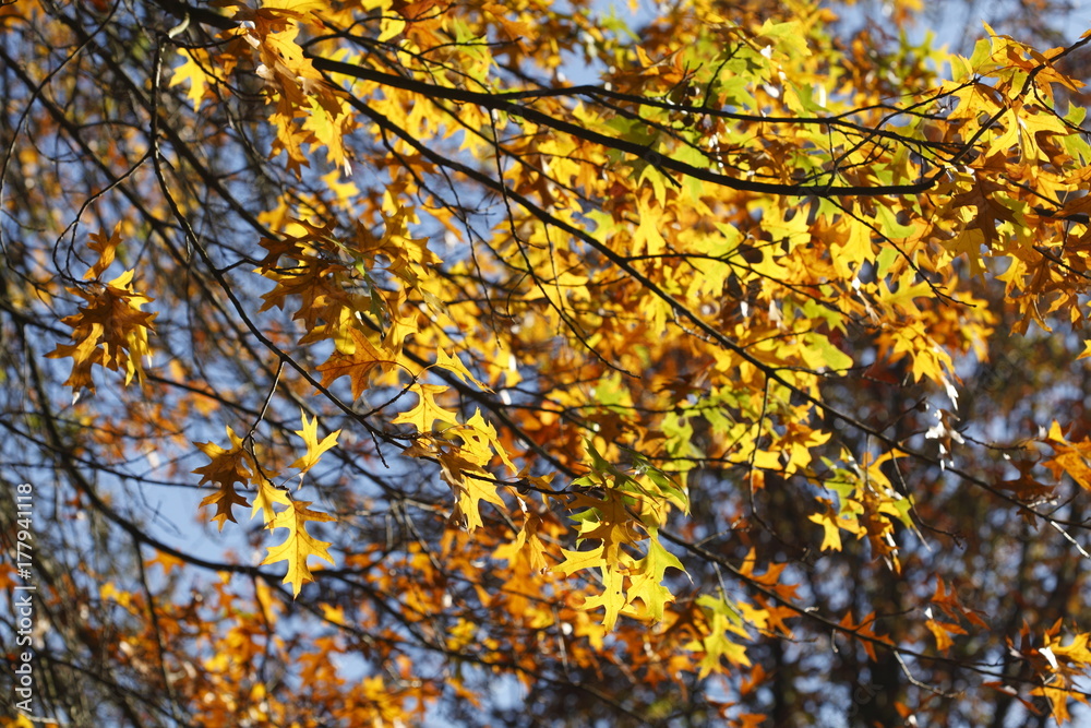 gelb verfärbte Eichenblätter an einem Ast