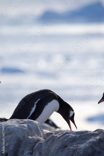 Gentoo Penguin  Neko Harbour  Antarctica