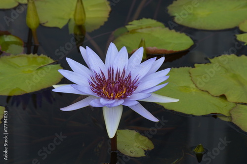 Water Lily