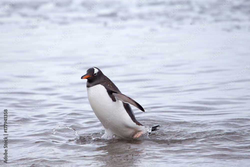 Naklejka premium Gentoo Penguin, Neko Harbour, Antarctica