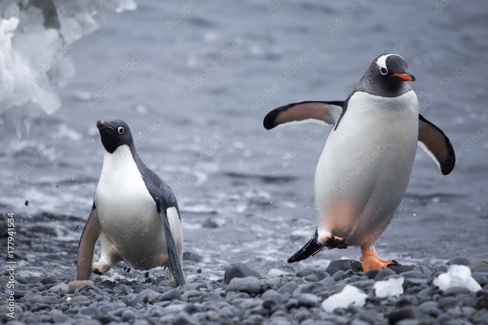 Obraz premium Adelie and Gentoo Penguin, Brown Bluff, Antarctica