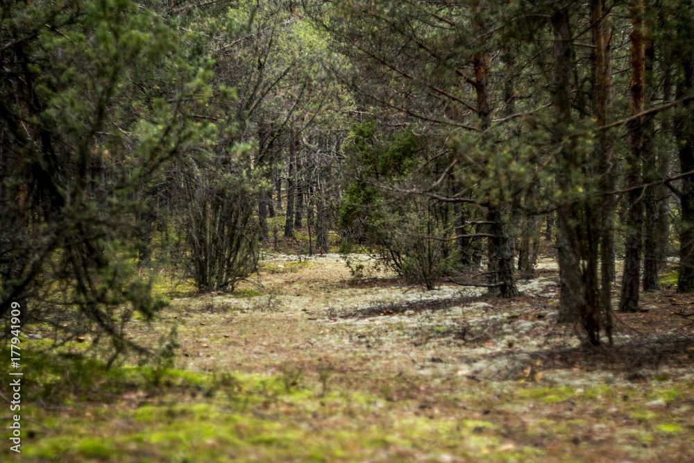 Fototapeta premium Road throgh the forest