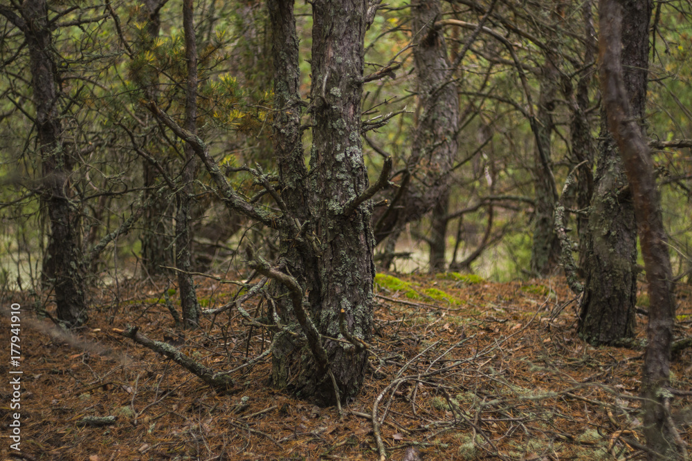 Simple tree Simple tree
