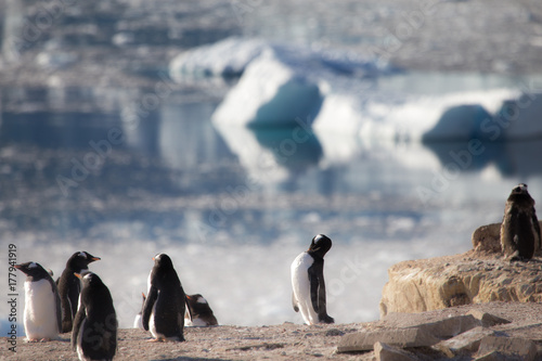 Gentoo Penguins  Neko Harbour  Antarctica