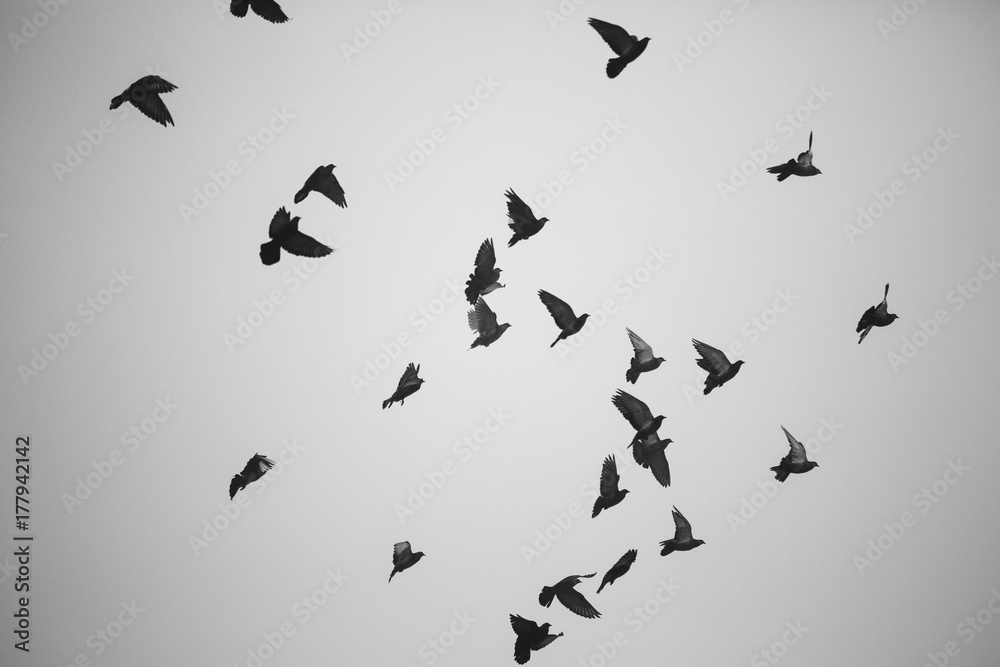 Silhouette of doves flying in the sky Silhouette of doves flying in the sky