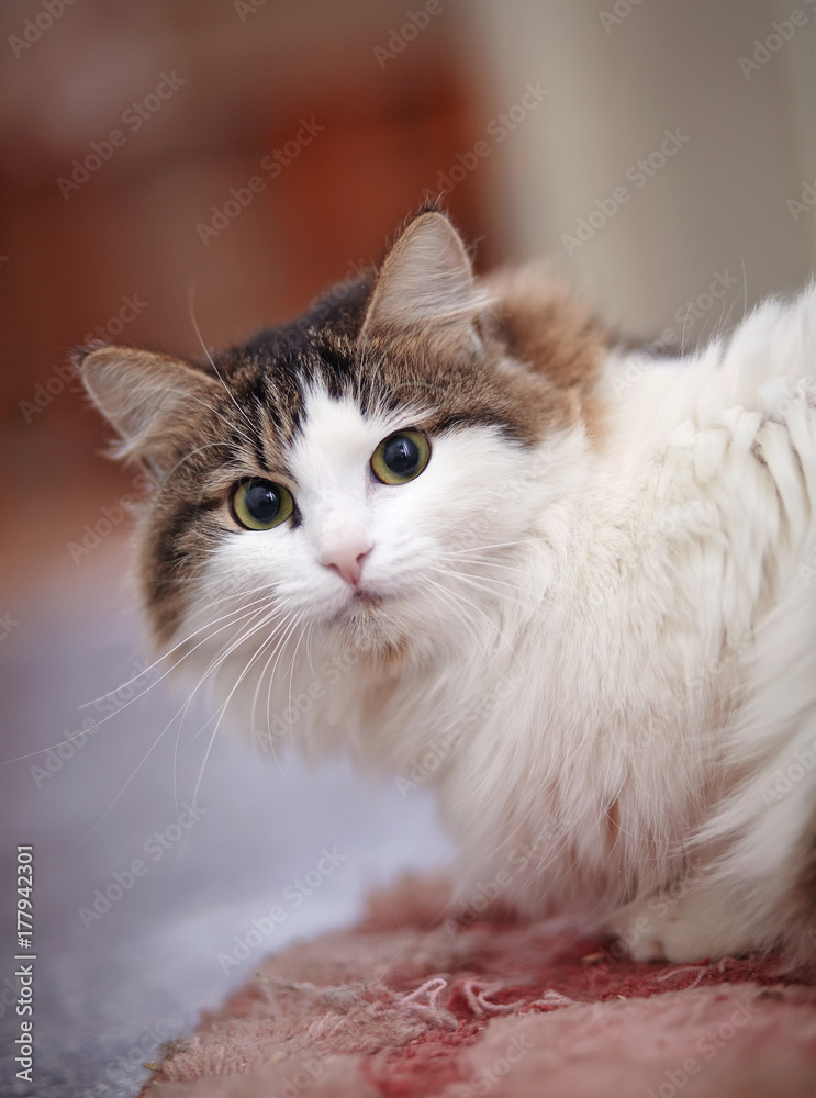Portrait of the nice cat Portrait of the nice cat