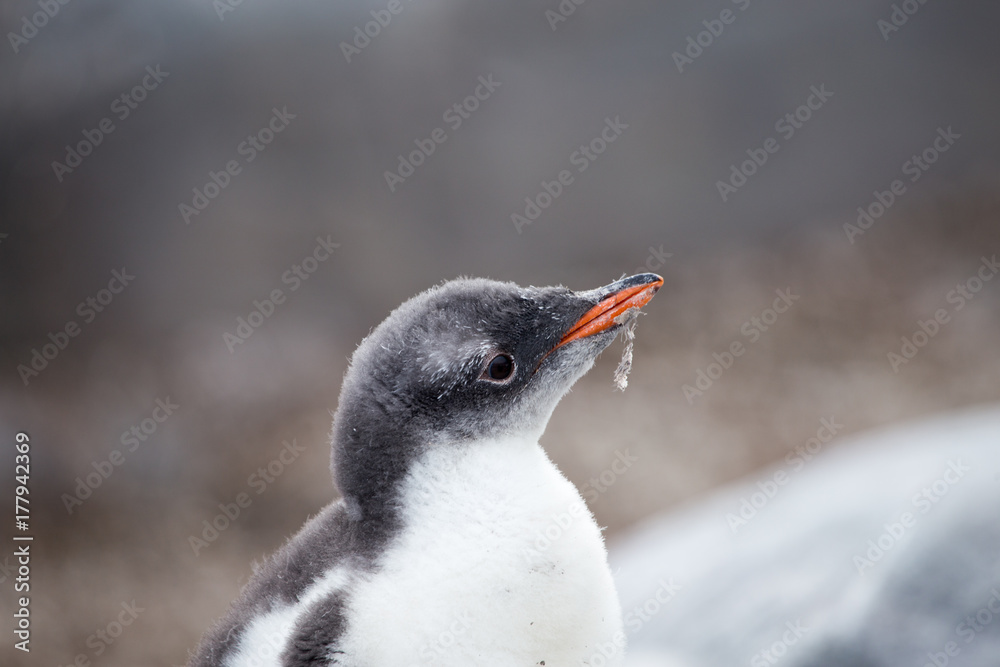 Naklejka premium A Gentoo Penguin chick.