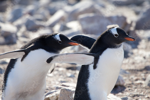 Gentoo Penguins, Neko Harbour, Antarctica